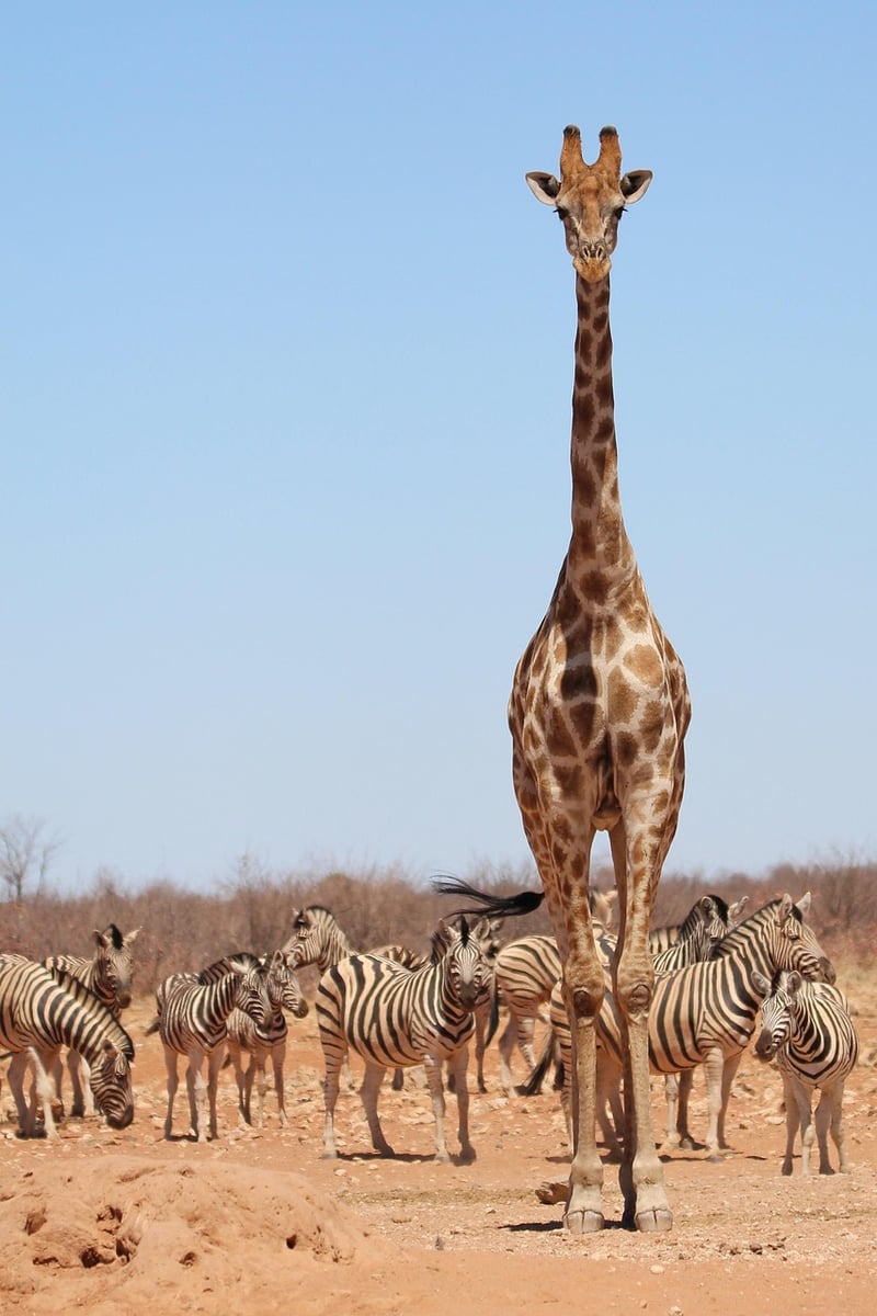 Safari Tent