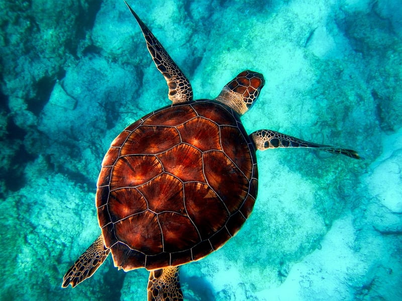Snorkeling Image